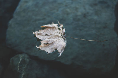 Close-up of dry leaves on plant during winter