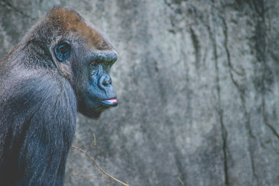 Close-up of a monkey