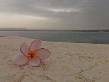 Close-up of frangipani on sea shore against cloudy sky