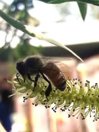 Close-up of bee pollinating flower