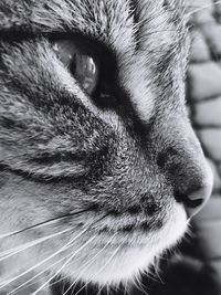 Close-up portrait of cat