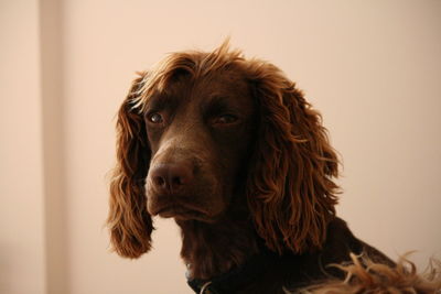 Close-up portrait of dog