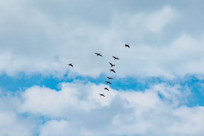 Low angle view of birds flying in sky