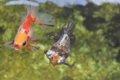 Close-up of fish swimming in the pond