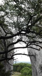 Low angle view of trees in forest