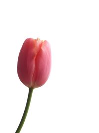 Close-up of red rose against white background