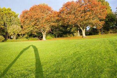 Trees on field during autumn