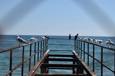 Seagulls on pier over sea against sky
