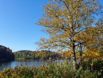 Scenic view of lake against clear blue sky