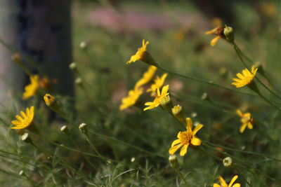 Close-up of yellow flowering plant on field