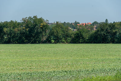 Scenic view of field against clear sky