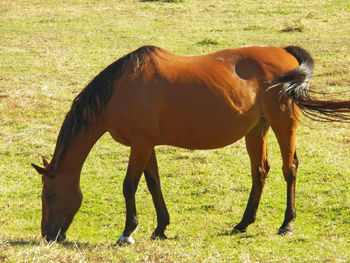 Horse standing in a field