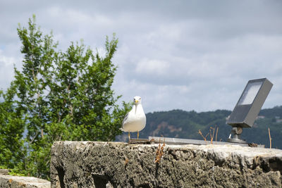 Seagulls perching on rock