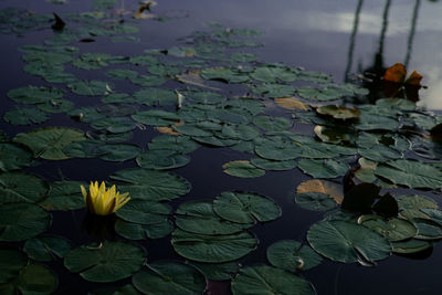 High angle view of water lily in lake