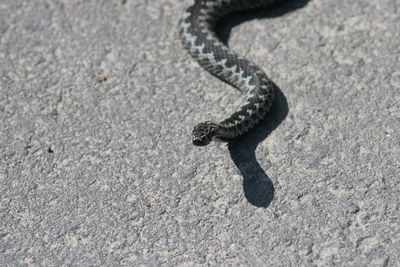 High angle view of snake on rock