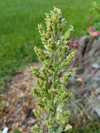 Close-up of plant on field