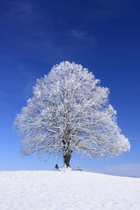 Snow covered tree on field against sky
