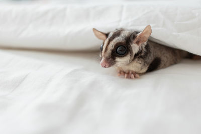 Cat lying on bed