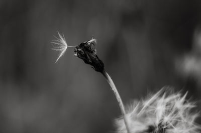 Close-up of wilted plant