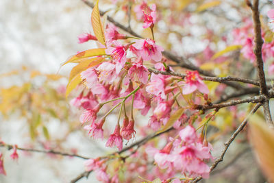 Close-up of pink cherry blossoms in spring