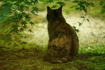 cat