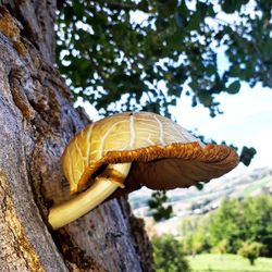 Close-up of mushroom on tree trunk