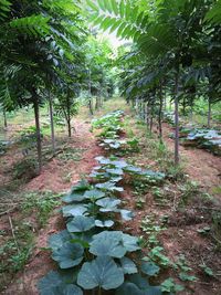 Footpath amidst trees