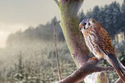 A young bird of the genus falcon sits on a tree in front of a winter forest. beautiful winter pictur