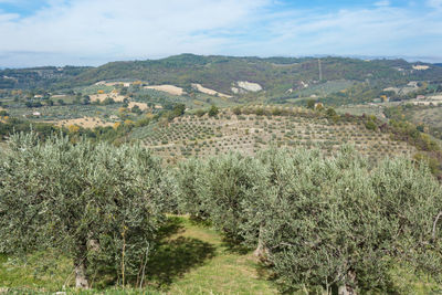 Scenic view of vineyard against sky