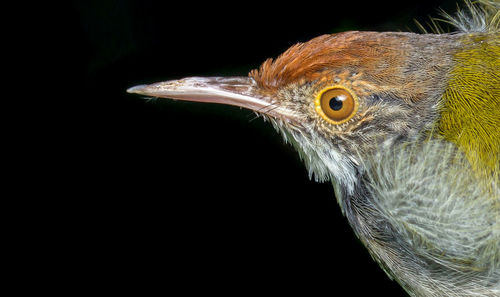 Close-up of bird against black background