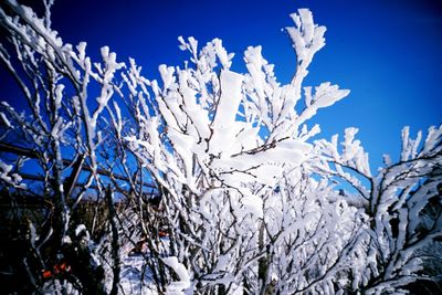 Low angle view of plants against clear sky