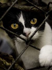 Close-up portrait of a cat