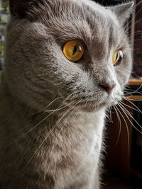 Close-up portrait of a cat