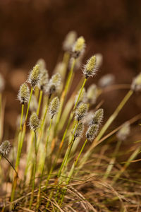 A beautiful cotton grass in a swamp in early spring