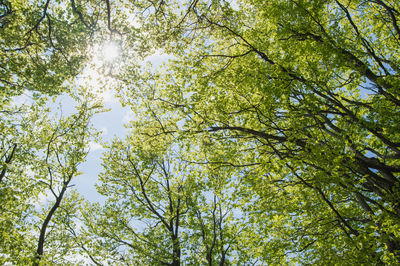 Low angle view of trees in forest