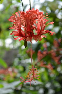 Close-up of red flowers