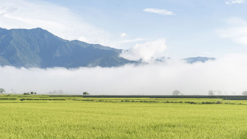 Scenic view of agricultural field against foggy sky