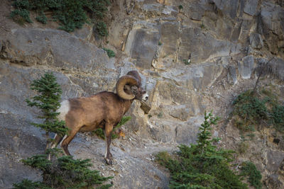 Dog standing on rock