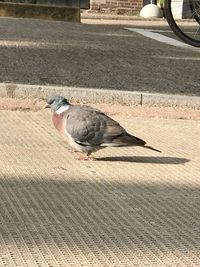 Close-up of bird perching on shadow