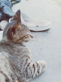 High angle view of cat sleeping