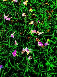 Close-up of purple crocus flowers