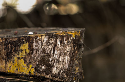 Close-up of tree stump