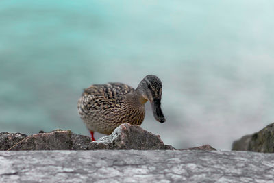 Close-up of bird perching on rock