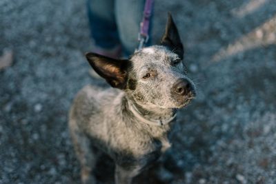 High angle portrait of dog