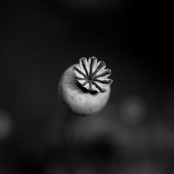 Close-up of white flower against blurred background