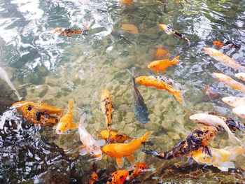 High angle view of koi carps swimming in lake