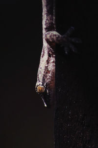 Close-up of lizard against black background