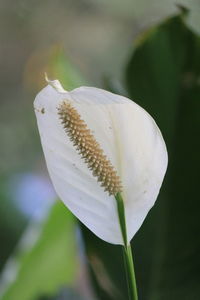 Close-up of flower against blurred background