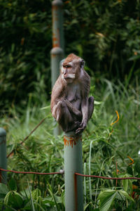 Long tail macaque sit on the pol, macaca fascicularis