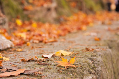 Autumn leaves fallen on tree